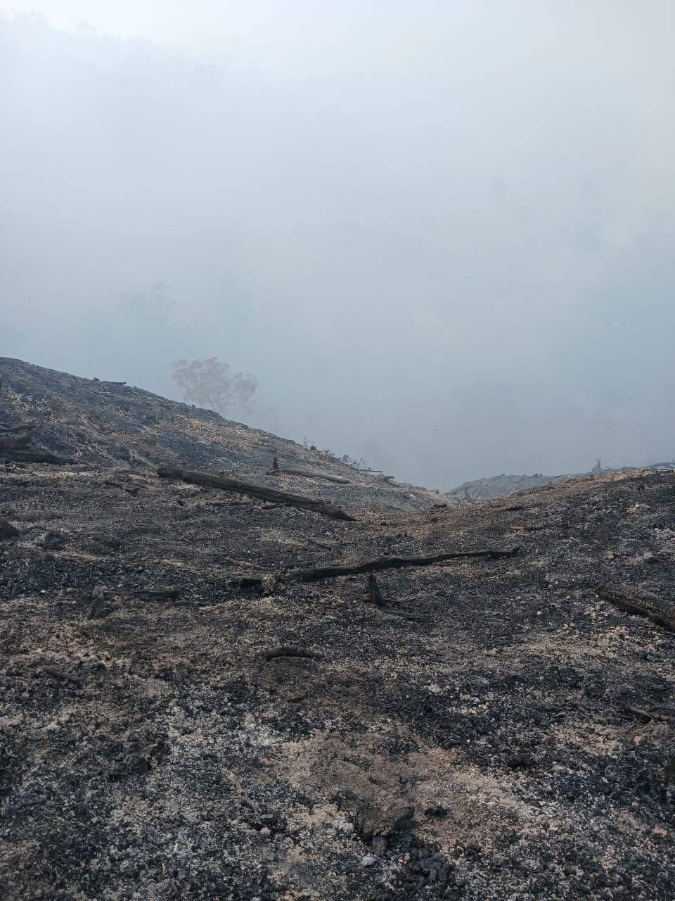SIUS IBA SOROTI KEBAKARAN HUTAN KALI MEYAH, SATU KILOMETER KAWASAN HUTAN DI PEGUNUNGAN ARFAK HANGUS TERBAKAR PEGUNUNGAN ARFAK, PAPUA BARAT — Kebakaran hutan yang melanda kawasan Kali Meyah, Kampung Iba, Distrik Testega, Kabupaten Pegunungan Arfak, Papua Barat, menimbulkan kekhawatiran masyarakat adat setempat. Kebakaran dilaporkan telah meluas hingga sekitar satu kilometer, sementara api hingga kini masih belum berhasil dipadamkan. Mantan Ketua Bidang Organisasi, Kaderisasi, dan Keanggotaan (OKK) GMNI Cabang Manokwari, Sius Iba, menyoroti kondisi kebakaran tersebut dan berharap pemerintah segera mengambil langkah konkret untuk menangani kebakaran yang mengancam kelestarian hutan di wilayah Pegunungan Arfak. Kebakaran yang dilaporkan berlangsung selama lebih dari dua minggu pada awal Oktober ini telah menghanguskan kawasan hutan dan menyebabkan sejumlah pepohonan terbakar hingga menjadi arang. Kondisi tersebut menimbulkan keprihatinan, terutama bagi masyarakat adat yang kehidupannya memiliki keterkaitan erat dengan alam dan kelestarian hutan di wilayah mereka.